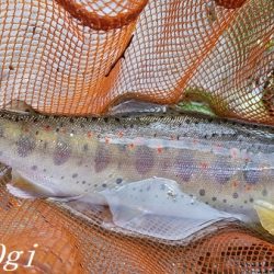 雨後の増水でビッグサイズ登場!